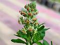 Fragrant Mignonette